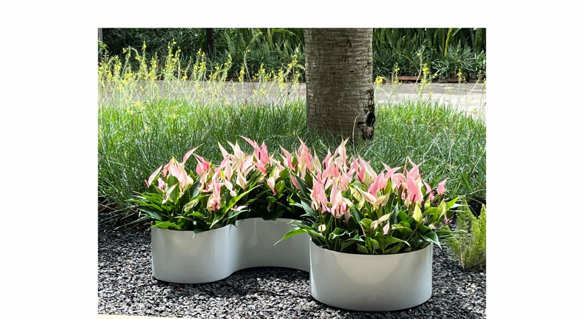 Foto Produto Vasos da Terra CURVAS