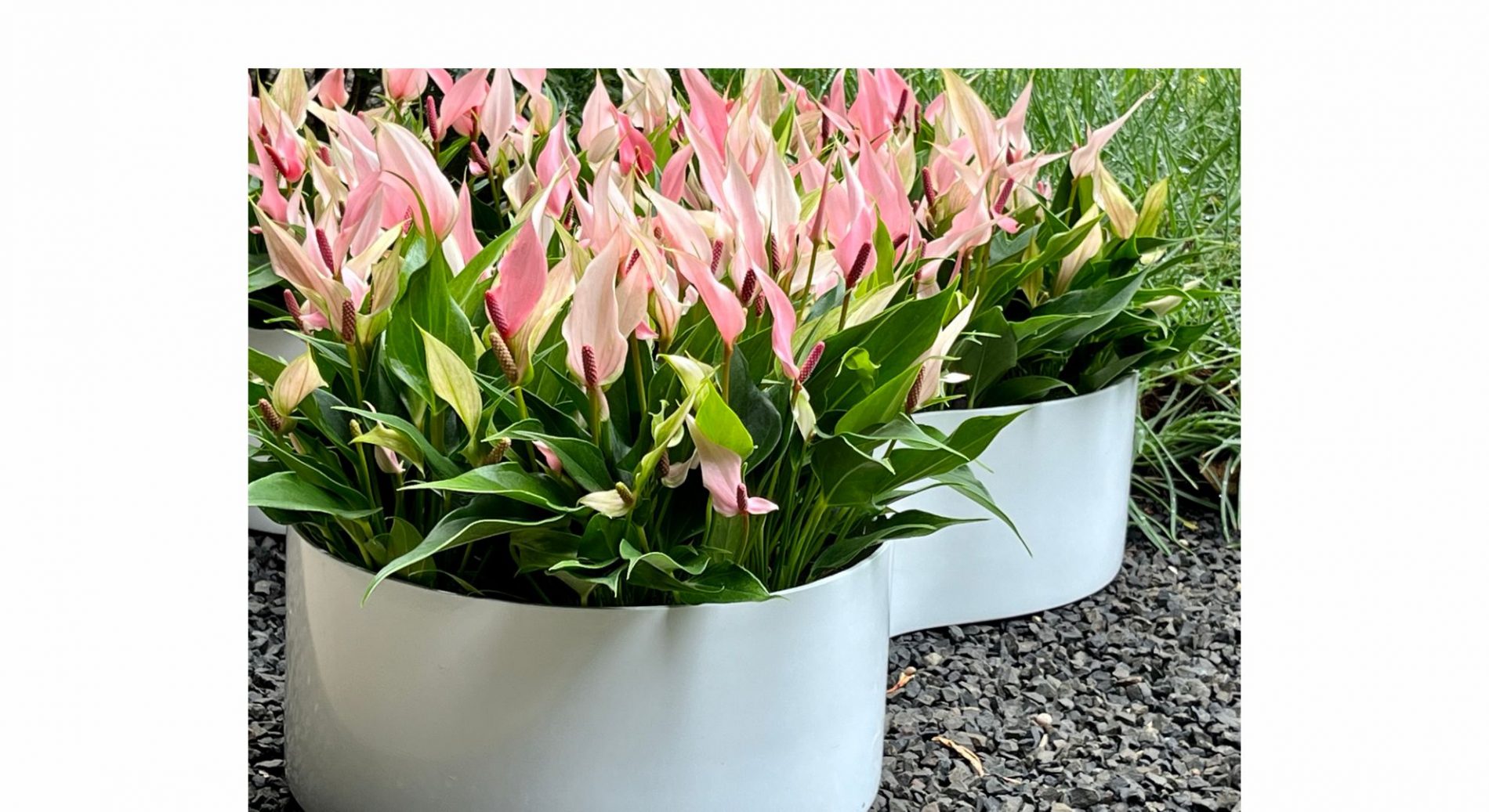 Foto Produto Vasos da Terra CURVAS