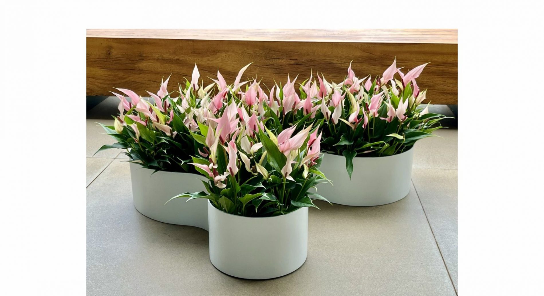 Foto Produto Vasos da Terra CURVAS